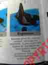 31661 Ergonomic S.o.t.seat Bic Ergomonic Kayak Seat 31661 Ergonomic S.o.t.seat Bic Ergomonic Kayak Seat